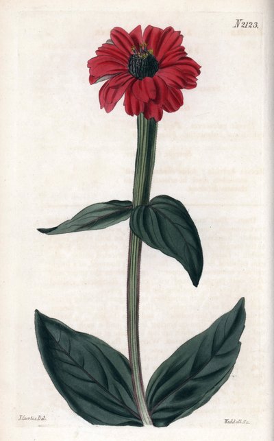 Zinnia con fiore rosso. Incisione in rame, con John Curtis e incisione di Weddell, pubblicata nel “Curtis Botanical Magazine” da Unbekannter Künstler