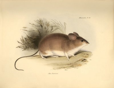 Zoologia: Il "Mud Darwinii" o topo descritto da Charles Darwin durante il suo viaggio di esplorazione a bordo del Beagle. Tavola da "The Zoology of the voyage of H.M.S. Beagle under the command of Captain Fitzroy during the years 1832 to 1836" da Unbekannter Künstler