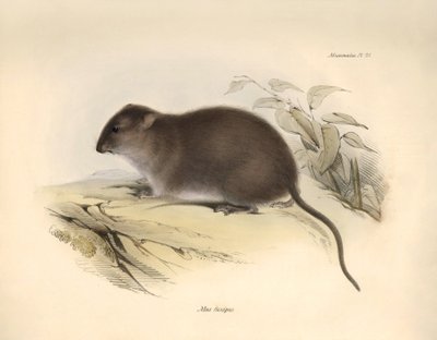 Zoologia: Il "Mus fuscipes" o roditore della costa australiana descritto da Charles Darwin durante il suo viaggio di esplorazione a bordo del Beagle. Tavola da "The Zoology of the voyage of H.M.S. Beagle under the command of Captain Fitzroy during the year da Unbekannter Künstler