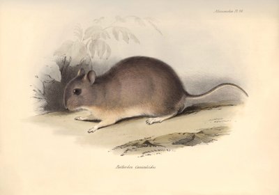 Zoologia: Il "Reithrodon Cuniculoides" o roditore descritto da Charles Darwin durante il suo viaggio di esplorazione a bordo del Beagle. Tavola da "The Zoology of the voyage of H.M.S. Beagle under the command of Captain Fitzroy during the years 1832 to 183 da Unbekannter Künstler