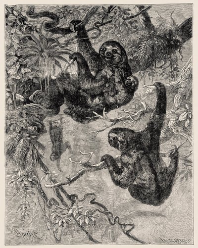 Zoologia: bradipo (Ai - Bradypus tridactylus) descritto e illustrato da Carlo Vogt e Federico Specht in "Illustree Natural History: Mammals" 1884 da Unbekannter Künstler