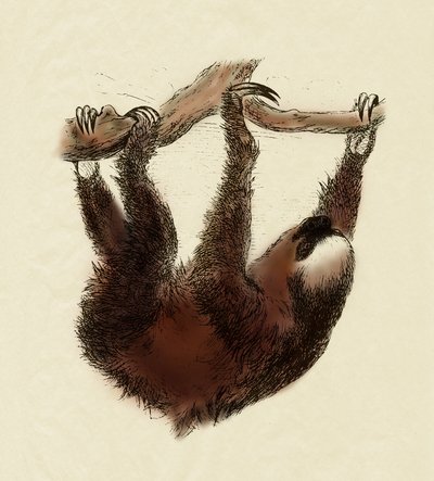 Zoologia: bradipo (Bradypus tridactylus) da Unbekannter Künstler