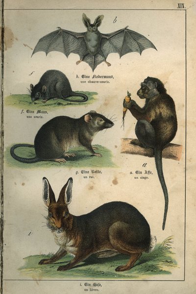 Zoologia: rappresentazione di un pipistrello, un topo, un ratto, una scimmia, una lepre. Tavola da un dizionario per bambini franco-tedesco da Unbekannt
