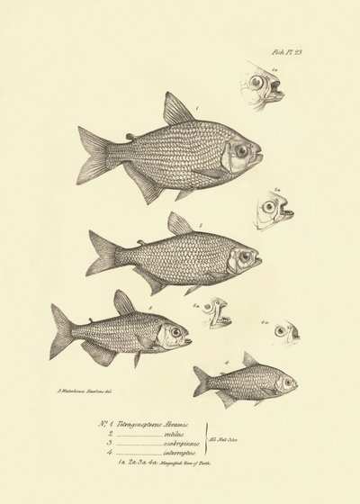 Zoologia: rappresentazione del pesce 