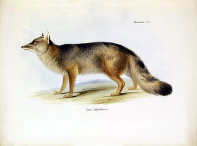 Zoologia: rappresentazione della volpe sudamericana "Canis fulvipes" descritta da Charles Darwin durante il suo viaggio a bordo del Beagle. Tavola da "The zoology of the voyage of H.M.S. Beagle under the command of Captain Fitzroy during the years 1832-183 da Unbekannter Künstler