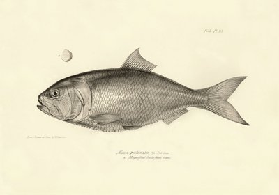 Zoologia: rappresentazione del pesce 