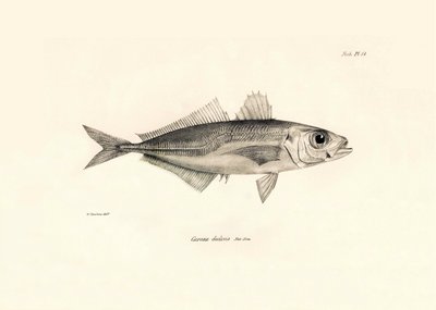 Zoologia: rappresentazione del pesce Caranx declivis descritto da Charles Darwin durante il suo viaggio a bordo del Beagle. Tavola da The zoology of the voyage of H.M.S. Beagle sotto il comando del Capitano Fitzroy durante gli anni 1832-1836 da Unbekannter Künstler