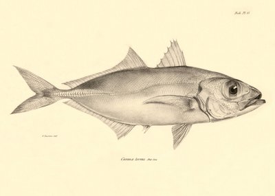 Zoologia: rappresentazione del pesce "Caranx torvus" descritto da Charles Darwin durante il suo viaggio a bordo del Beagle. Tavola da "The zoology of the voyage of H.M.S. Beagle under the command of Captain Fitzroy during the years 1832-1836" da Unbekannter Künstler