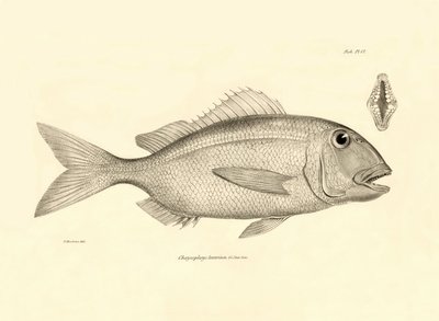 Zoologia: rappresentazione del pesce Chrysophrys taurina descritto da Charles Darwin durante il suo viaggio a bordo del Beagle. Tavola da The zoology of the voyage of H.M.S. Beagle sotto il comando del Capitano Fitzroy durante gli anni 1832-1836 da Unbekannter Künstler