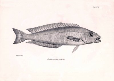 Zoologia: rappresentazione del pesce Latilus princeps descritto da Charles Darwin durante il suo viaggio a bordo del Beagle. Tavola da The zoology of the voyage of H.M.S. Beagle sotto il comando del Capitano Fitzroy durante gli anni 1832-1836 da Unbekannter Künstler