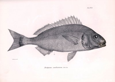 Zoologia: rappresentazione del pesce Pristipoma cantharinum descritta da Charles Darwin durante il suo viaggio a bordo del Beagle. Tavola da La zoologia del viaggio dell