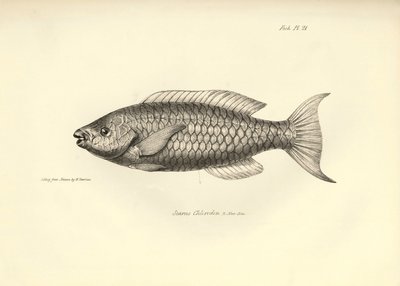 Zoologia: rappresentazione del pesce 