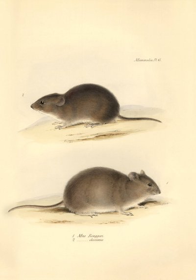 Zoologia: il Mus Renggeri e il Mus obscurus (ratti) descritti da Charles Darwin durante il suo viaggio di esplorazione a bordo del Beagle. Tavola da The Zoology of the voyage of H.M.S. Beagle sotto il comando del Capitano Fitzroy durante gli anni 1832-1836 da Unbekannter Künstler