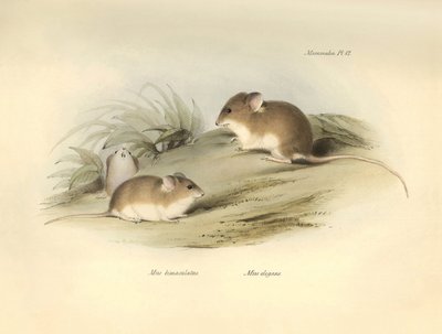 Zoologia: il 
