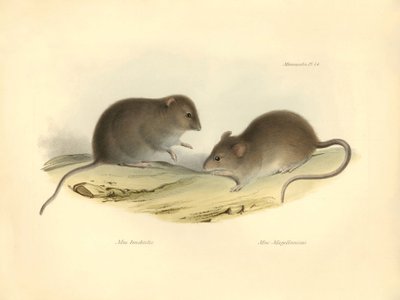 Zoologia: il "Mus brachiotis" e il "Mus Magellanicus" (ratti) descritti da Charles Darwin durante il suo viaggio di esplorazione a bordo del Beagle. Tavola da "The Zoology of the voyage of H.M.S. Beagle under the command of Captain Fitzroy during the years da Unbekannter Künstler