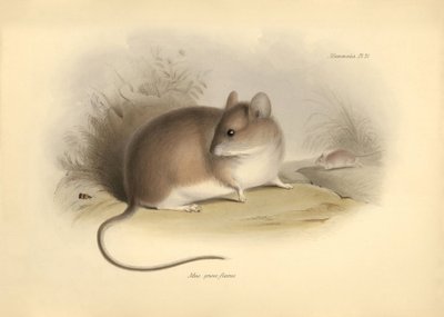 Zoologia: il Mus griseoflavus o topo foglia descritto da Charles Darwin durante il suo viaggio di esplorazione a bordo del Beagle. Tavola da The Zoology of the voyage of H.M.S. Beagle sotto il comando del Capitano Fitzroy durante gli anni 1832-1836 da Unbekannter Künstler