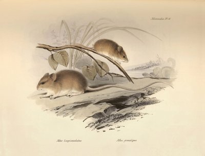 Zoologia: Il Mus longicaudatus e Mus gracilipes (topo) descritti da Charles Darwin durante il suo viaggio di esplorazione a bordo del Beagle. Tavola da 