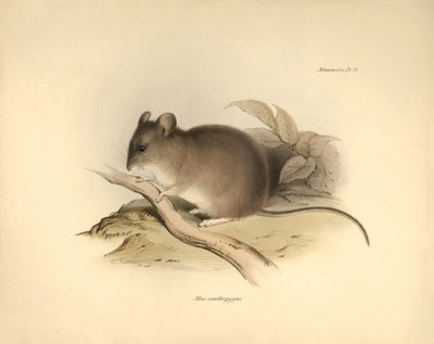 Zoologia: Il "Mus xanthopygus" o topo xanthopygus descritto da Charles Darwin durante il suo viaggio di esplorazione a bordo del Beagle. Tavola da "The Zoology of the voyage of H.M.S. Beagle under the command of Captain Fitzroy during the years 1832 to 183 da Unbekannter Künstler