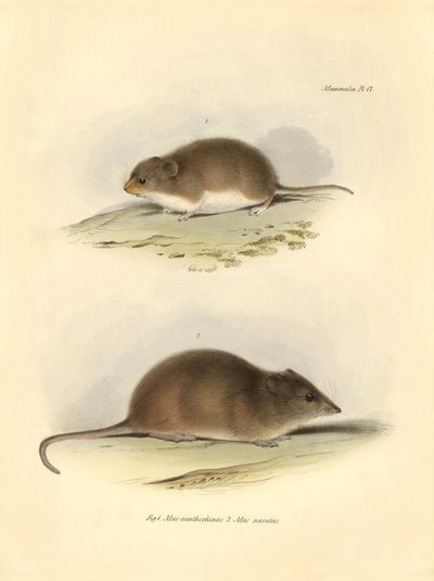 Zoologia: il Mus xanthorhinus o ratto di campo e Mus nasutus descritti da Charles Darwin durante il suo viaggio di esplorazione a bordo del Beagle. Tavola da The Zoology of the voyage of H.M.S. Beagle sotto il comando del Capitano Fitzroy durante gli anni  da Unbekannter Künstler