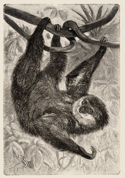 Zoologia: unau o bradipo descritto e illustrato da Carlo Vogt e Federico Specht in "Natural history illustree: mammals" 1884 da Unbekannter Künstler