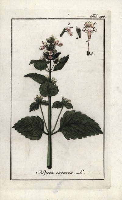 Erba gatta (Nepeta cataria) da Unbekannter Künstler