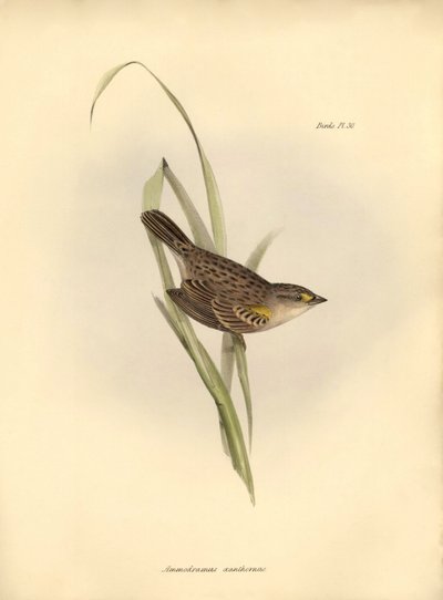 Ornitologia: Ammodramus xanthornus da Unbekannter Künstler