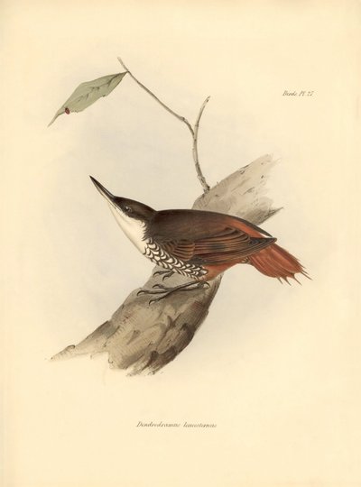 Ornitologia: Dendrodamus leucosternus uccello del Sud America osservato e descritto da Charles Darwin (1809-1882). Tavola da La zoologia del viaggio dell