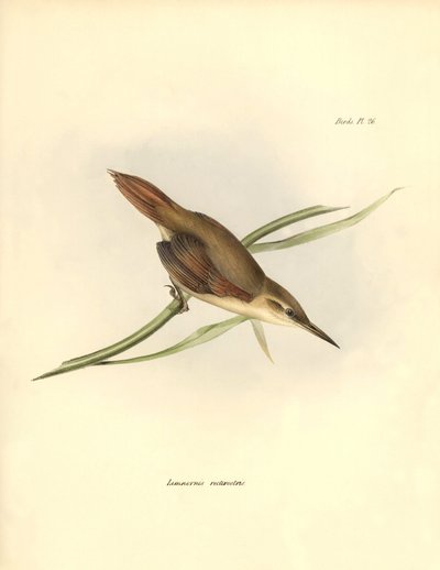 Ornitologia: Limnornis rectirostris passeriforme del Sud America osservato e descritto da Charles Darwin (1809-1882). Tavola da La zoologia del viaggio dell