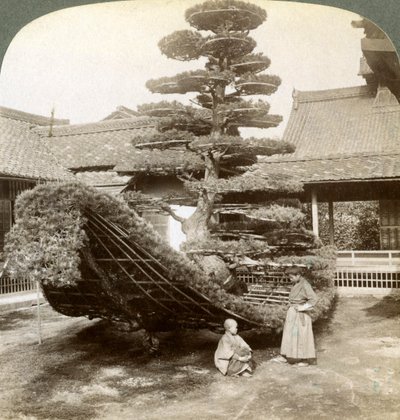 Un pino singolo addestrato nella forma di una barca, Monastero Kinkaku-ji, Kyoto, Giappone, 1904 da Underwood and Underwood