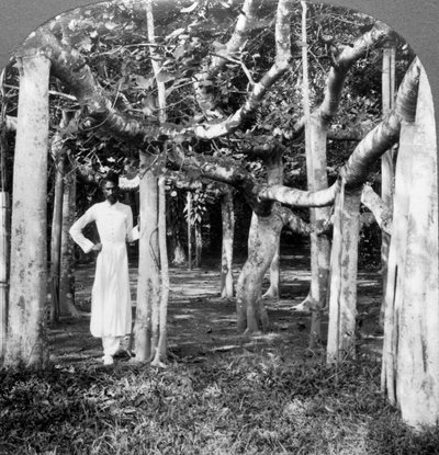 Tra le radici di un albero di banyan, Calcutta, India da Underwood and Underwood