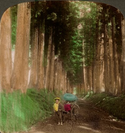Un viale di alberi di cedro cryptomeria, Nikko, Giappone, 1896 da Underwood and Underwood