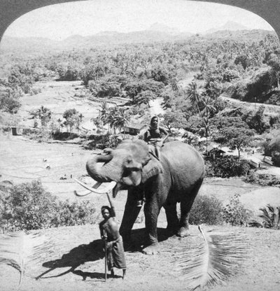 Un elefante e il suo custode, Sri Lanka, 1902 da Underwood and Underwood