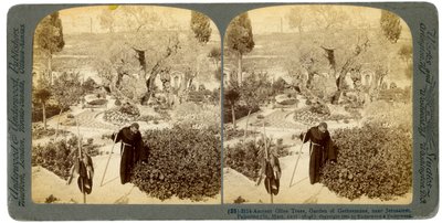 Antichi ulivi nel Giardino del Getsemani, vicino a Gerusalemme, Palestina, 1905 da Underwood and Underwood