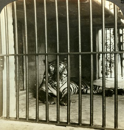 Tigre mangiatrice di uomini catturata, accusata di 200 morti, Calcutta, India, c1903 da Underwood and Underwood