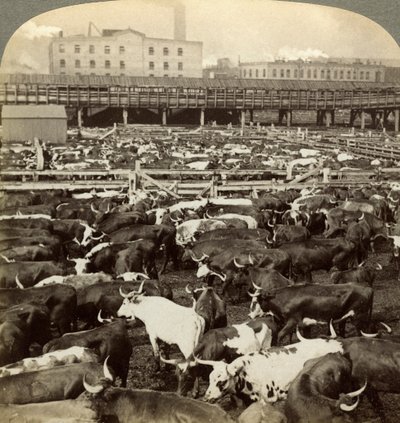Bovini, Great Union Stock Yards, Chicago, Illinois, USA da Underwood and Underwood