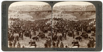 Giorno di mercato del bestiame, nella piscina inferiore di Gihon, Valle di Hinnom, Gerusalemme, Palestina, 1900 da Underwood and Underwood