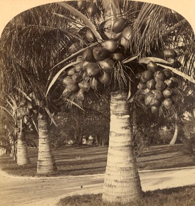 Alberi di cocco nelle sabbie bianche della Florida, USA, c1900 da Underwood and Underwood