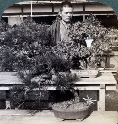 Pini nani e aceri nella serra del Conte Okuma, Tokyo, Giappone, 1904 da Underwood and Underwood