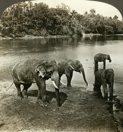 Elefanti, Sri Lanka Ceylon da Underwood and Underwood