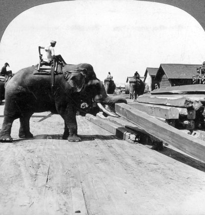 Elefanti che spostano legname, Rangoon, Birmania Myanmar, 1900 da Underwood and Underwood