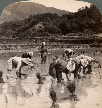 Lavoratori agricoli che trapiantano germogli di riso vicino a Kyoto, Giappone, 1904 da Underwood and Underwood
