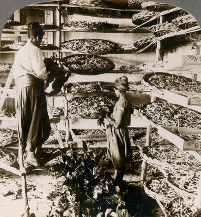 Alimentazione dei bachi da seta con foglie di gelso, montagne del Libano, Siria, 1900 da Underwood and Underwood
