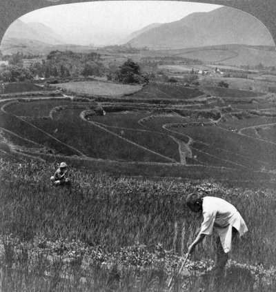 Campi di riso fertili nel vecchio cratere di Aso-San, Giappone, 1904 da Underwood and Underwood