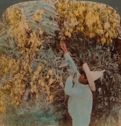 Raccolta di frutta succosa da un albero di mango carico, Cuernavaca, Messico, 1907 da Underwood and Underwood