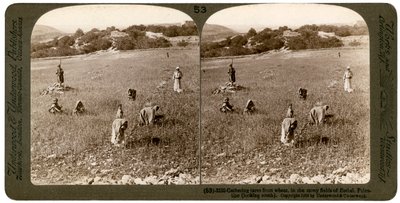 Raccolta di zizzania dal grano nei campi pietrosi di Bethel Baytin, Palestina, 1900 da Underwood and Underwood
