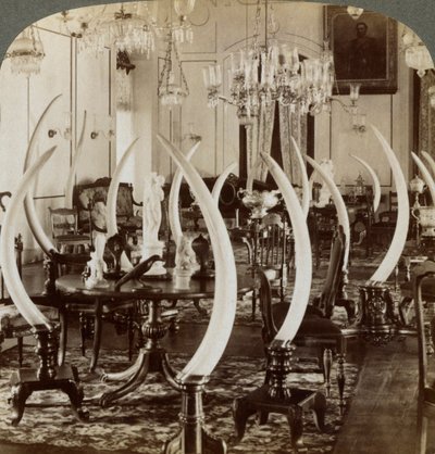 Sala delle zanne, nella casa di Lady de Soysa, Bambalapitiya, Colombo, Ceylon, 1903 da Underwood and Underwood