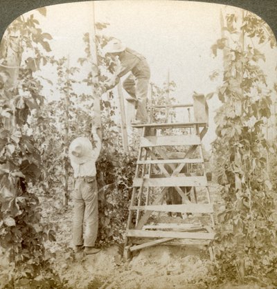 Nel ricco distretto del luppolo, addestramento delle viti, White River Valley, Washington, USA da Underwood and Underwood