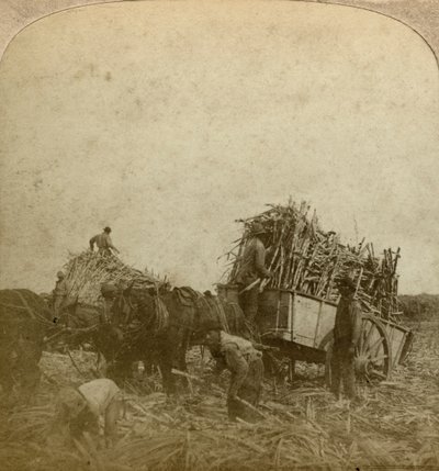Caricamento della canna, piantagione di zucchero, Louisiana, USA da Underwood and Underwood