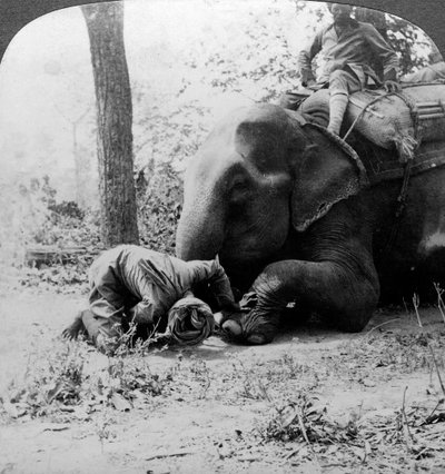 Mahout rimuove una spina dal piede di un elefante, caccia alla tigre di Behar, India, c. 1900 da Underwood and Underwood