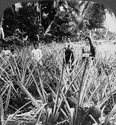 Campi di Ananas, Mayaguez, Porto Rico da Underwood and Underwood